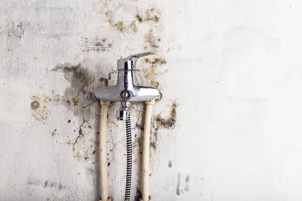 Best Professional Mold Removal  in West Rson, CA