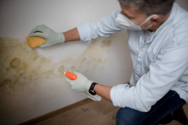 Best Crawl Space Mold Removal  in West Rson, CA